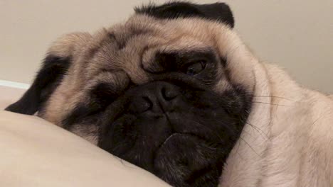 pug dog waking up from sleeping on pillow