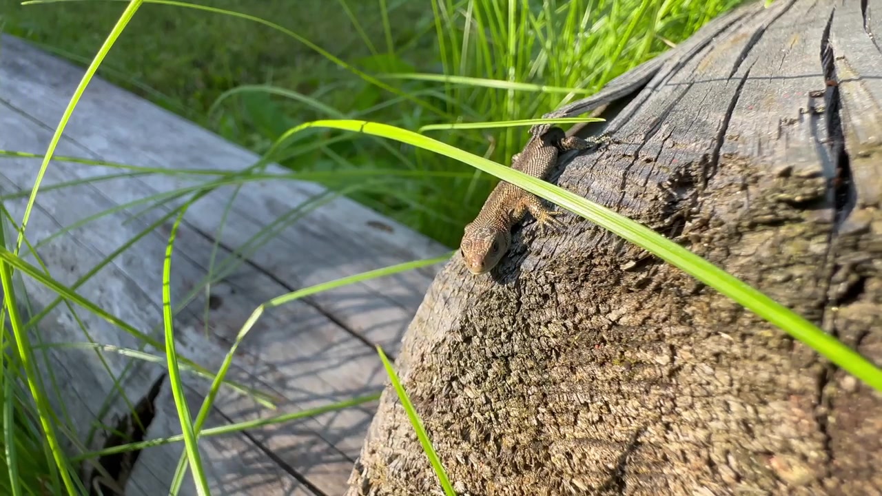 Lucertola vivipara giovane (Zootoca vivipara) su un tronco sbiadito illuminato dal sole. Estonia.