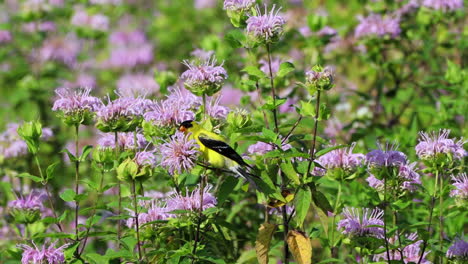 a male american goldfinch sitting in a patch of purple wildflowers on a beautiful summer day