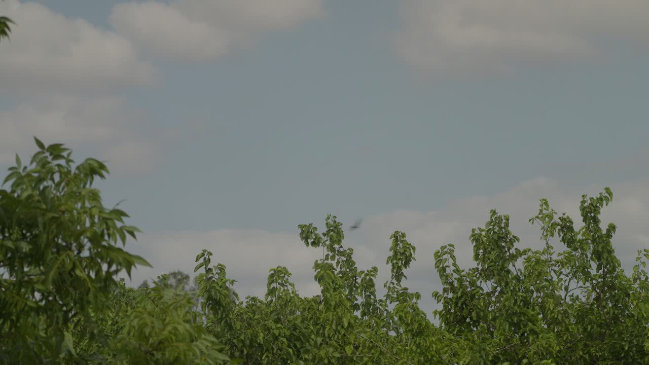 A flock of swallows flying over trees during the spring migration season