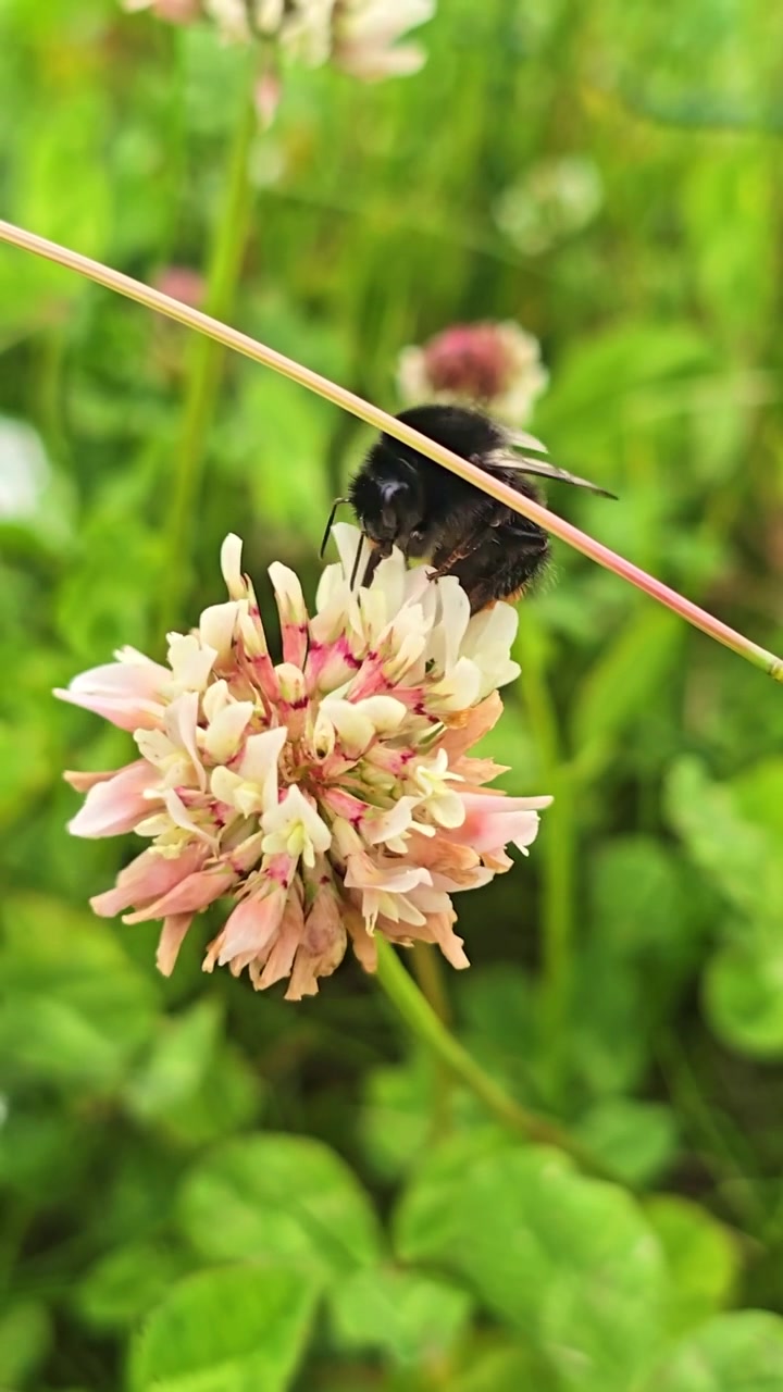 Vertical macro of bumblebee collecting nectar from blooming clover flower.
