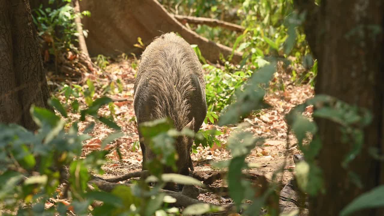 Cinghiale (Sus Scrofa) avvistato mentre cerca cibo sotto gli alberi nella foresta durante un pomeriggio estivo ventoso, alza la testa e si volta leggermente a sinistra, Santuario della fauna selvatica di Huai Kha Kaeng, Thailandia.