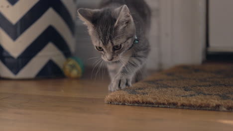 an adorable kitten scratches her paws at a welcome mat