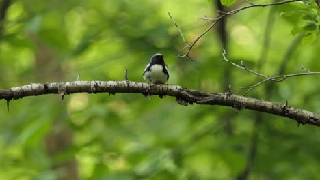 solitary view black-throated blue warbler perched on a tree branch, looking sideways