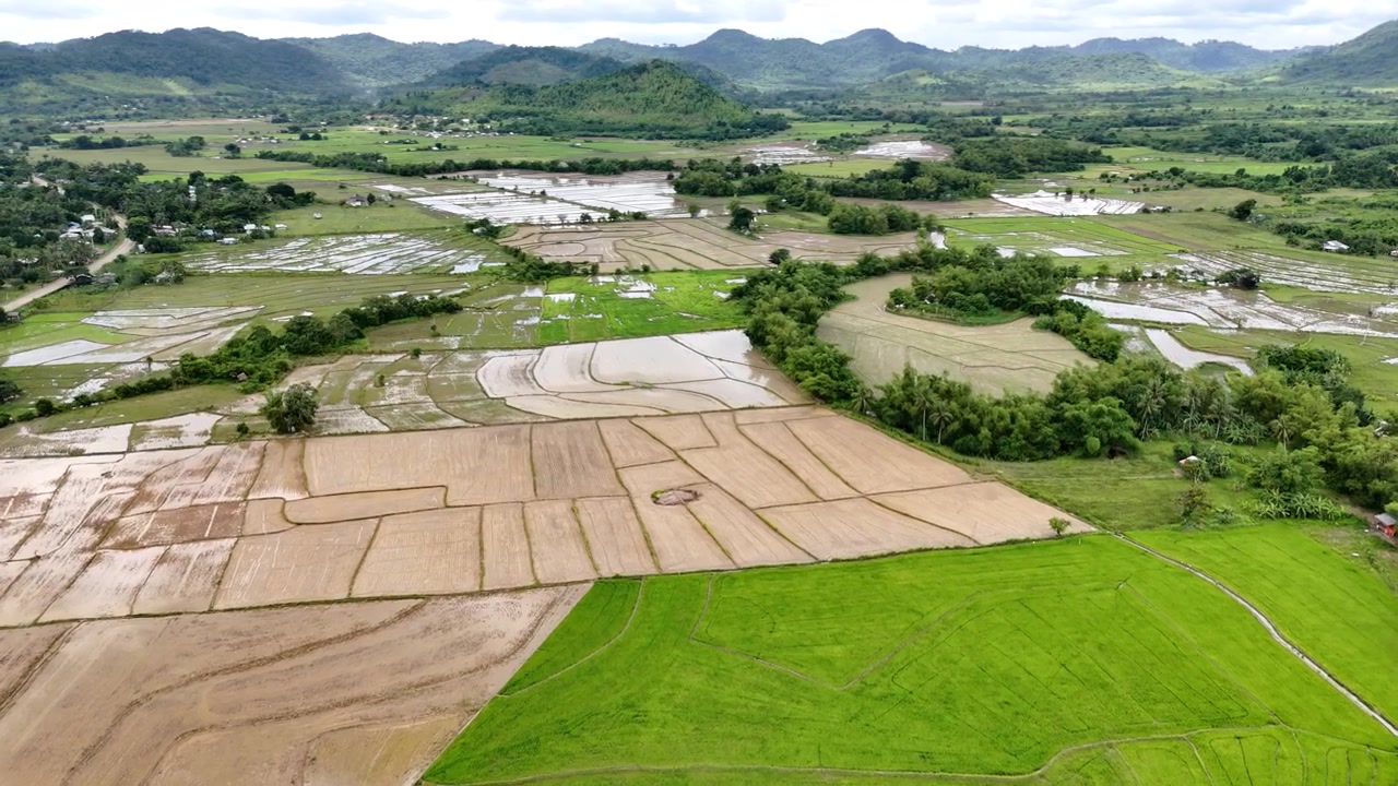 Rekaman drone panning horizontal dan push-in sebuah sawah di Poblacion, Taytay, Palawan, Filipina. Pemandangan ini menangkap bagian-bagian penanaman padi awal, barisan pohon yang membagi ladang