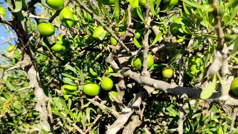 Ramas-Del-árbol-De-Argán-Con-Nueces-Maduras-Y-Hojas-Verdes-2