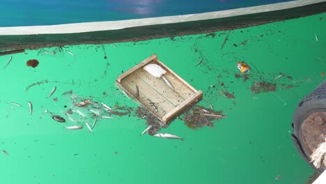 los peces nadan en la basura del mar.