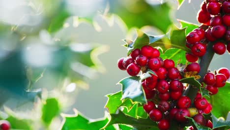 video clip capturing a holly bush backlit by morning sun, vibrant green leaves shimmering, christmas berries gleaming with dewdrops