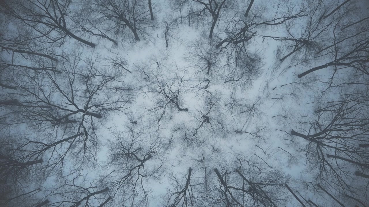 Vista aerea dall'alto di una foresta invernale innevata con alberi spogli