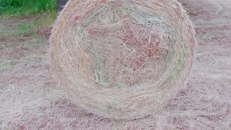 hay, cut and dried, and rolled into round bales in the fertile farm fields of countryside of puglia