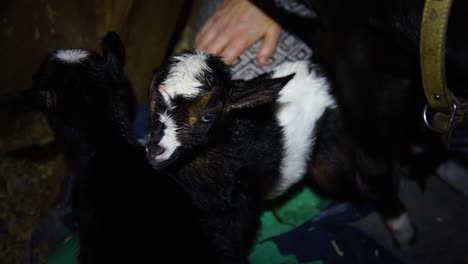 A-brand-new-baby-goat-that-is-black-and-white-with-blue-eyes-is-licked-clean-after-being-born