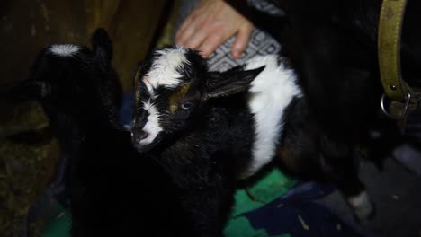 a brand new baby goat that is black and white with blue eyes is licked clean after being born
