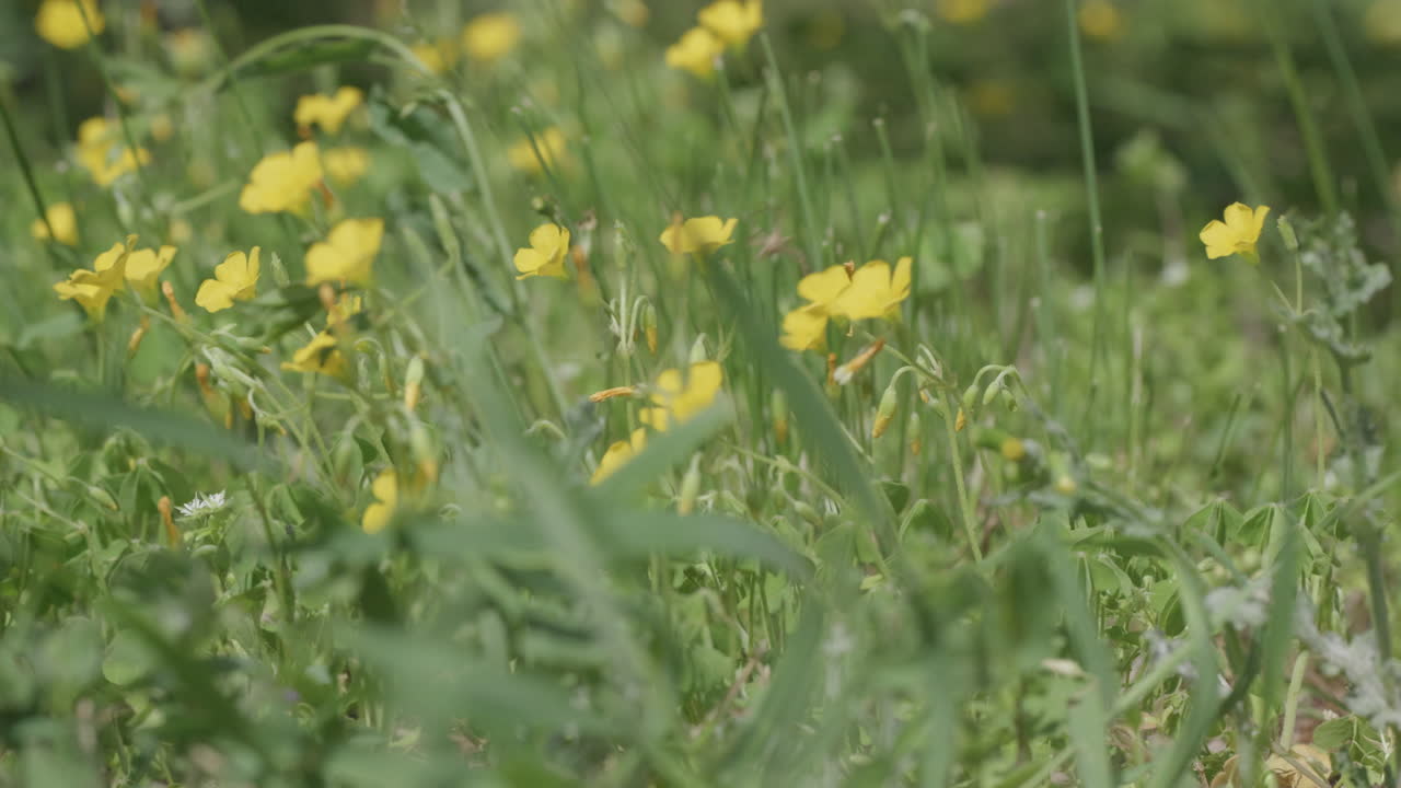 Buttercups at spring in strong wind