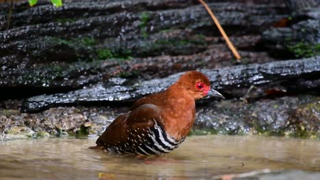 Ein-Scheuer-Wasservogel-Aus-Thailand,-In-Dem-Er-Sich-Gern-Im-Unterholz-Aufhält,-Besonders-In-Dichtem-Gras,-Damit-Er-Sich-Bei-Gefahr-Sofort-Verstecken-Kann