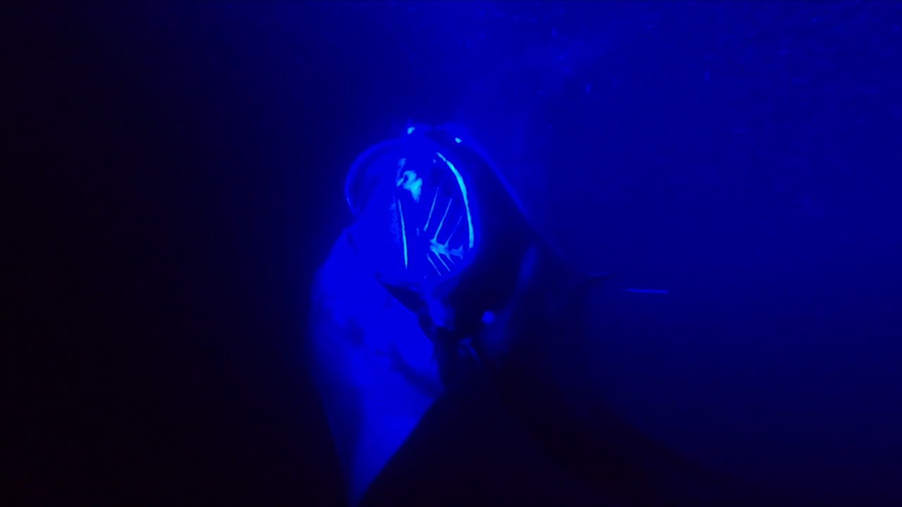 거대한 만타 가오리는 밤에 바다에서 푸른 빛 아래에서 헤엄친다