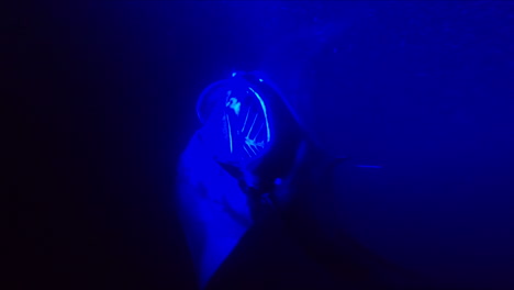 giant manta rays swim under blue light in ocean at night