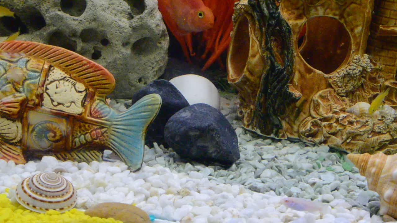 Molti Ciclidi del Lago Malawi (Cichlidae) che nuotano in un acquario.