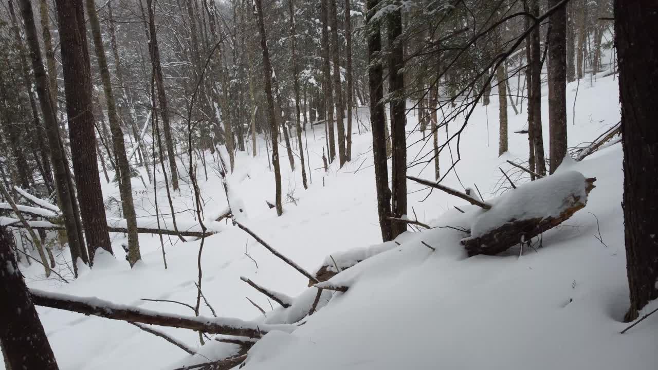 Serene winter forest trail in Sherbrooke, Canada with snow-covered ground and tall pine trees. Fallen logs create natural obstacles along the path. Peaceful isolation of untouched wilderness
