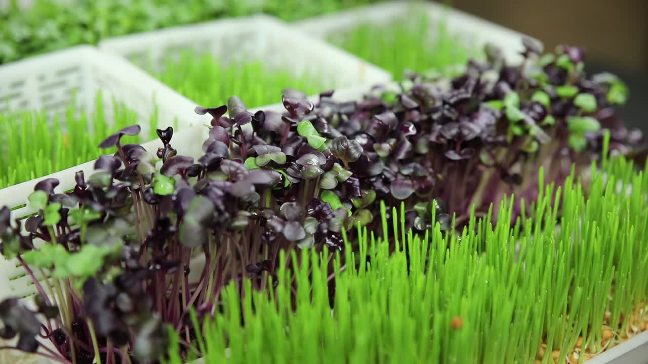 preparación de microgreens
