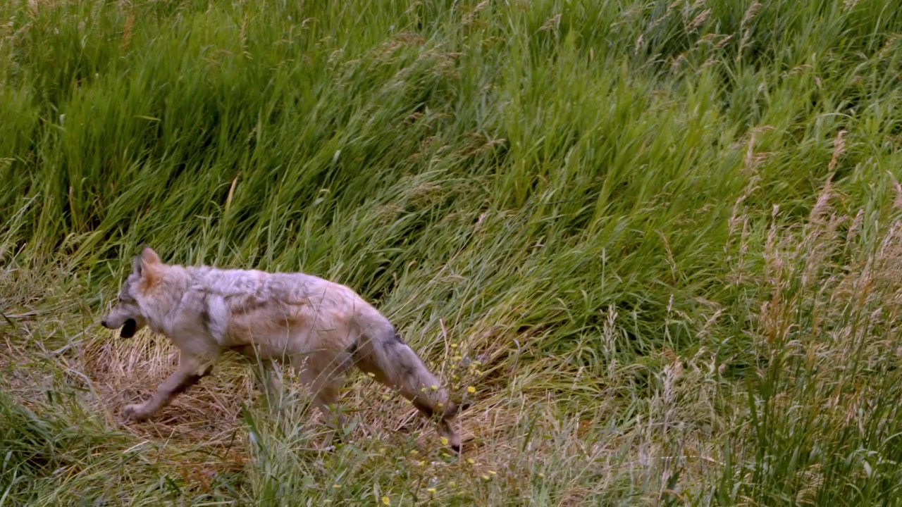 A grey wolf named Koa.