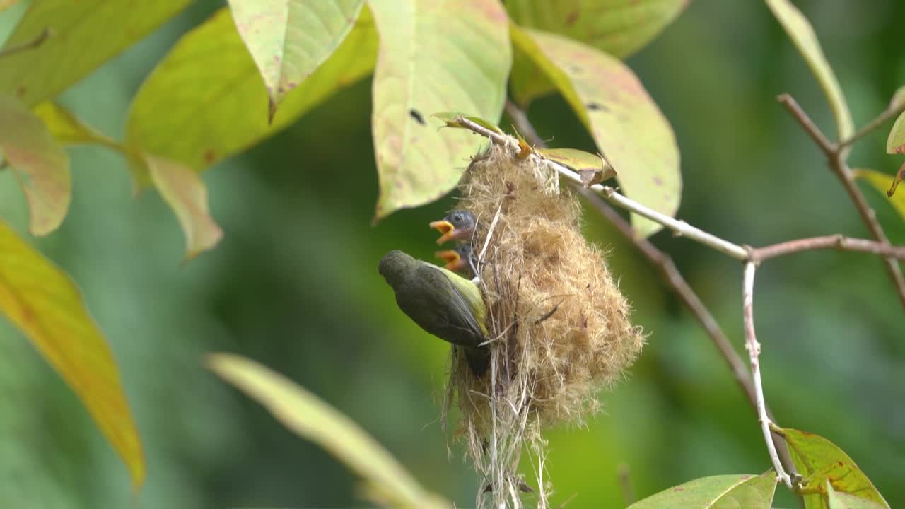 pájaro pico de flor de vientre naranja alimentando al pájaro bebé en el nido del pájaro