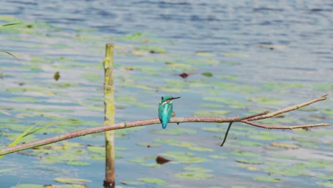 Kingfisher-perched-on-branch-over-idyllic-pond-in-Friesland-Netherlands,-looks-around-out-to-open-water