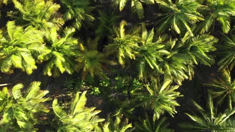 a birds eye view of coconut plantation in sear brazil