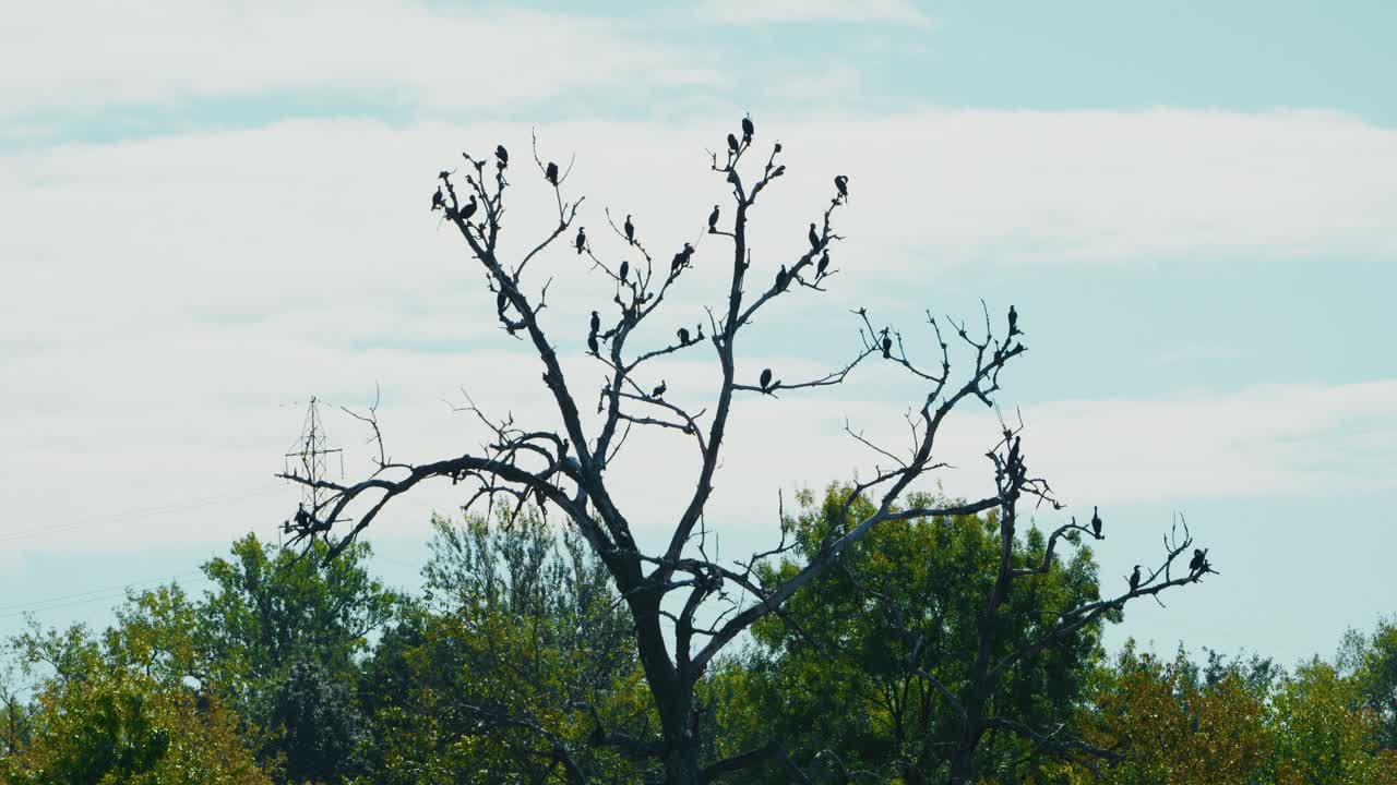 A group of cormorants sits on the branches of a leafless tree overlooking Jarun Lake in Zagreb, Croatia, with a backdrop of blue sky and green foliage