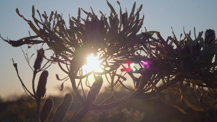 O sol nasce atrás de uma flor de Banksia na Austrália Ocidental