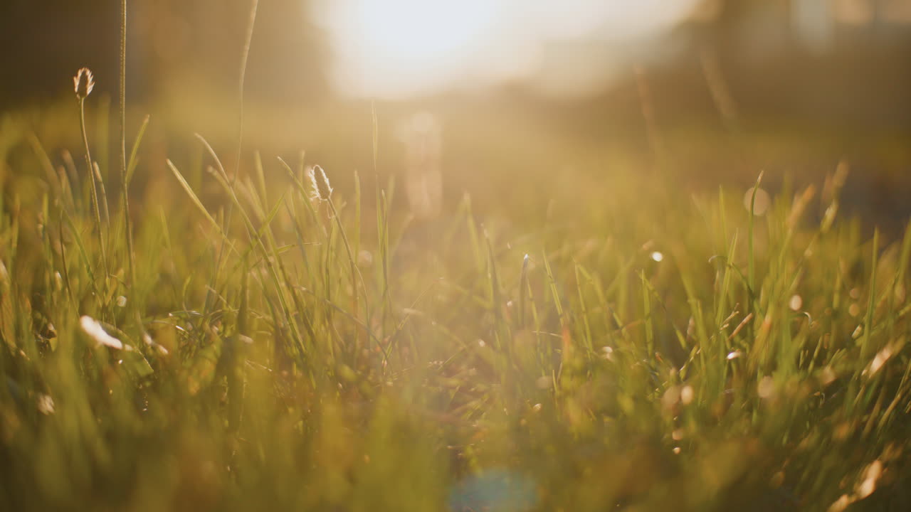 풀 에서 해가 지는 것