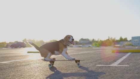 beagle dog trains on skateboard in the parking. slow motion