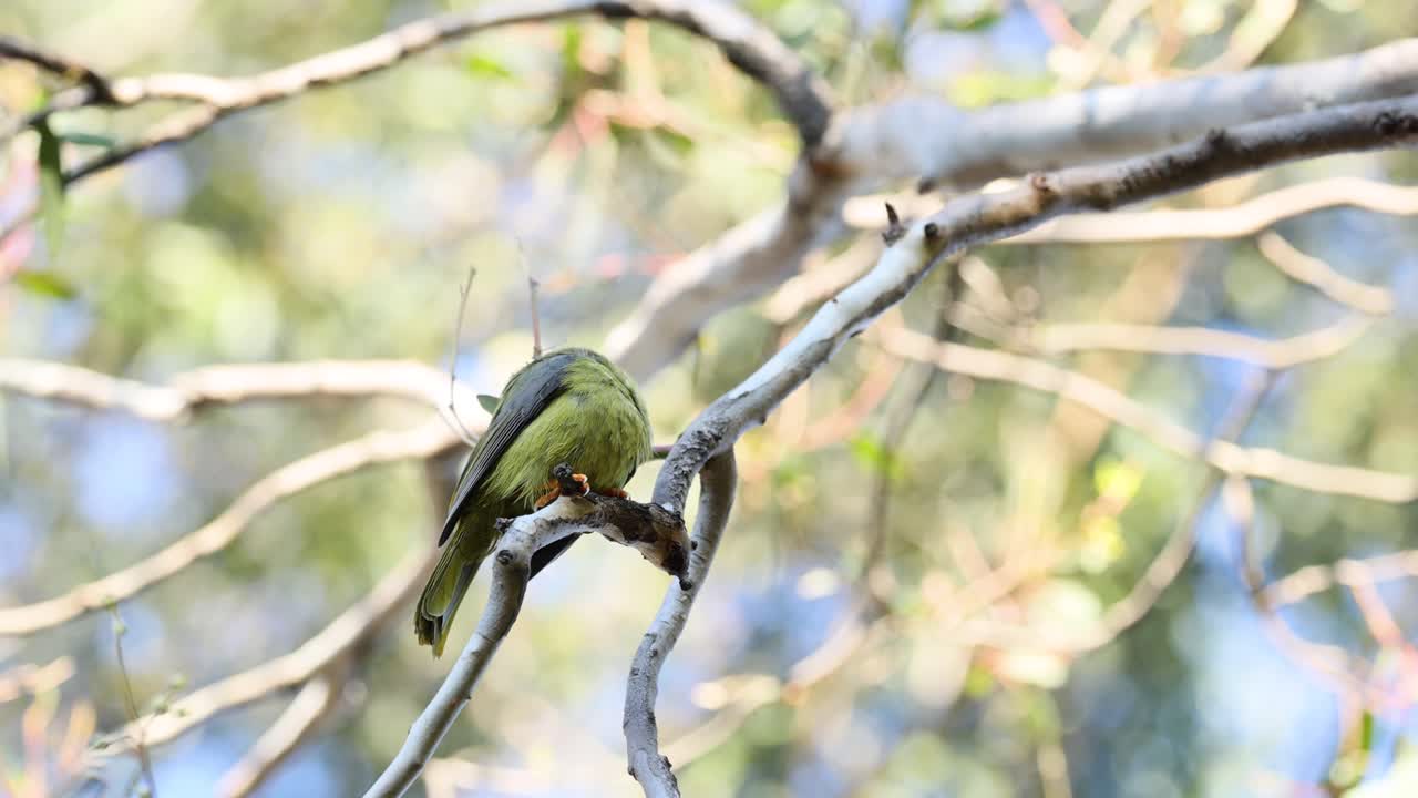 나무 가지 에서 상호 작용 하는 두 마리 의 새