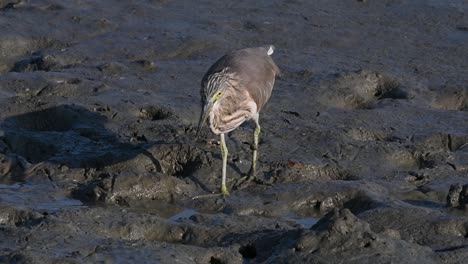 Una-De-Las-Garzas-De-Estanque-Encontradas-En-Tailandia-Que-Muestran-Diferentes-Plumajes-Según-La-Temporada