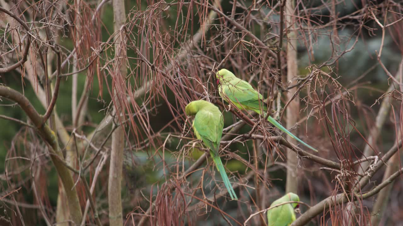 fotografía de cerca de tres loros de cuello anillado tranquilamente en la rama de un árbol sin hojas