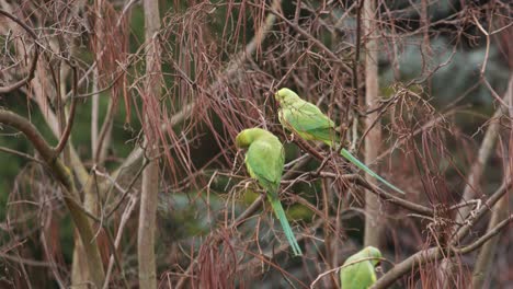 Primer-Plano-De-Tres-Loros-De-Collar-Que-Se-Encuentran-Tranquilamente-En-Una-Rama-De-Un-árbol-Sin-Hojas