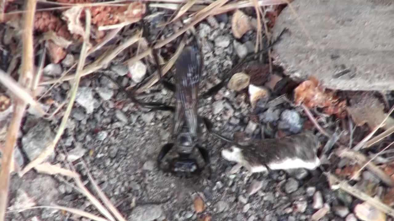 los insectos cavan el suelo para cazar.