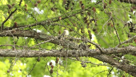 Female-Eurasian-Blackcap-Bird-Perching-On-Dried-Pine-Tree-Branches-Then-Fly-Away