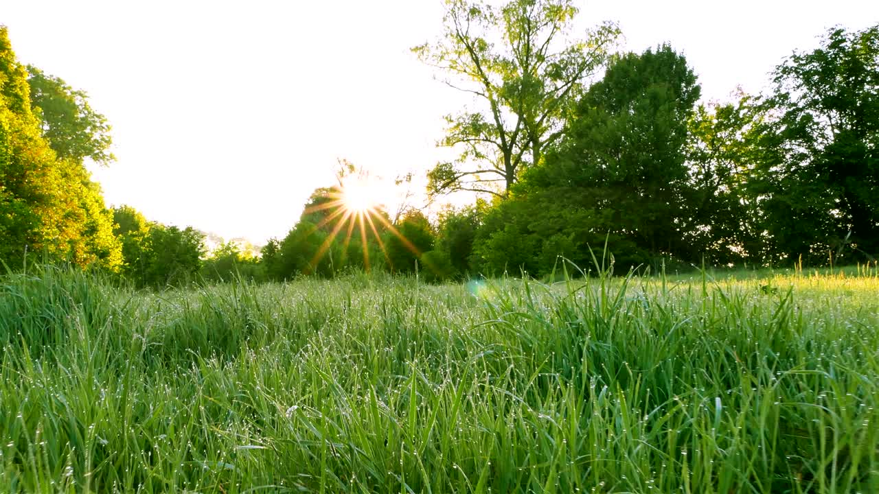 4k 아침 녹색 잔디 나무 풀에서 빛과 함께. 꾸준한, 동물 전망