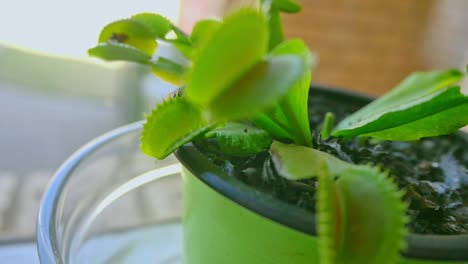 handheld shot of fly peeping over from behind venus flytrap leaf, close up