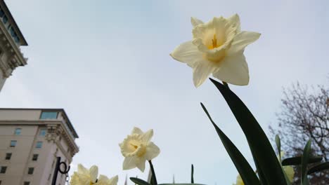 un ángulo bajo de algunos hermosos narcisos en un jardín cerca de un edificio de negocios que sopla suavemente en el viento