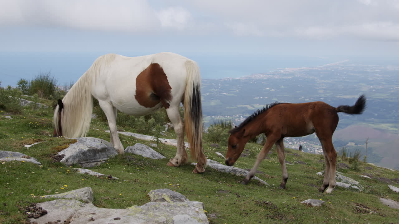 caballos en una montaña