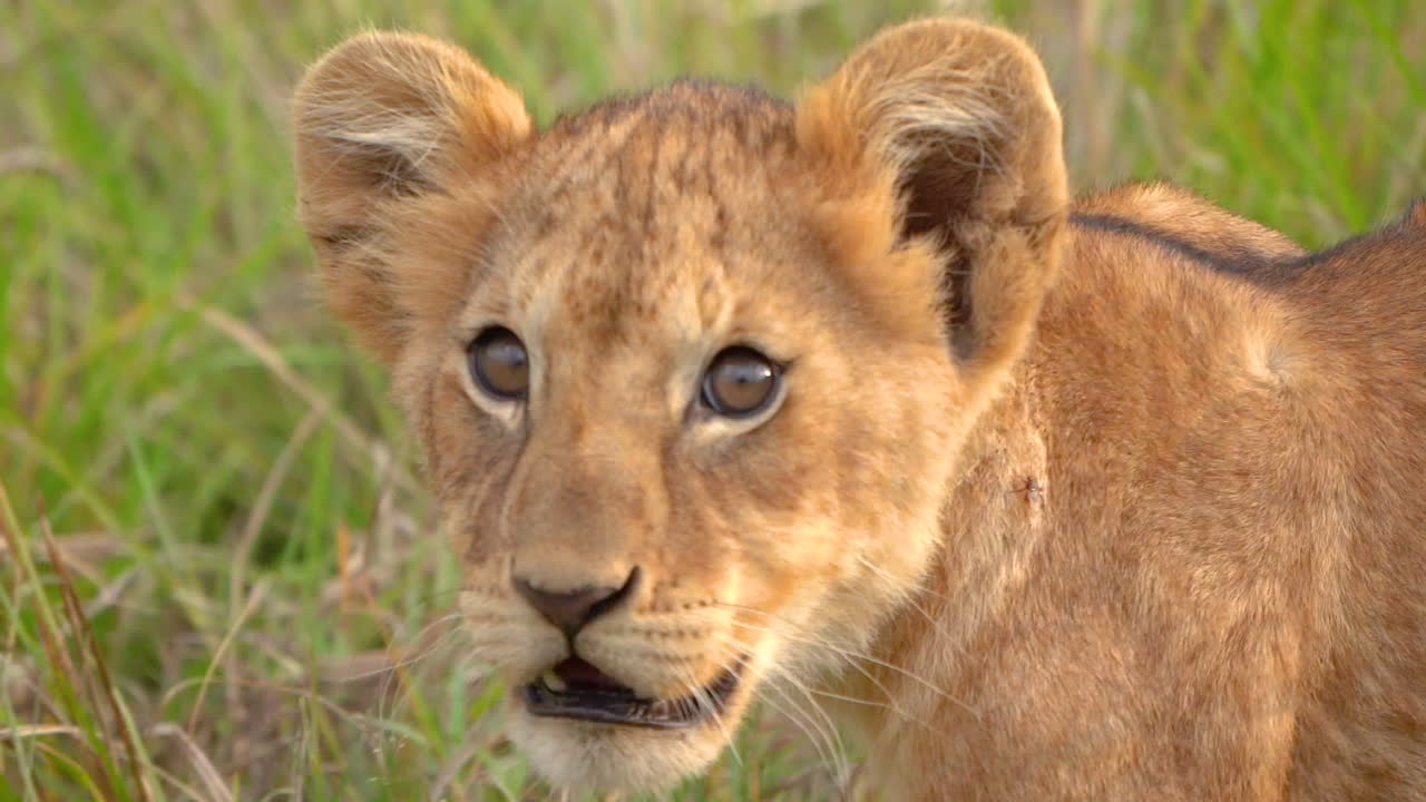 jonge leeuwenwelp die door het hoge gras op de afrikaanse savanne slentert