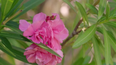 close up shot of vibrant pink flowers (likely oleander) with green leaves, capturing a natural floral scene in provence, france.