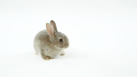 animación de confeti dorado cayendo sobre un pequeño y lindo conejo gris sobre un fondo blanco