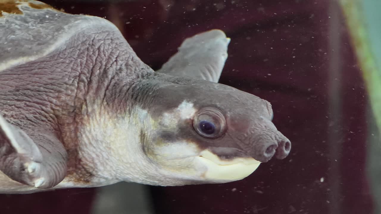 primer plano de una tortuga joven