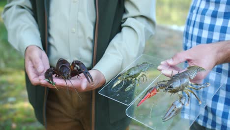 Noble-crayfish-and-american-crayfish-showed-in-outdoor-garden-after-fishing-before-starting-food-preparation-in-the-restaurant-kitchen