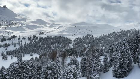 snow-covered pine trees in a mountainous winter landscape, serene and cold morning scene