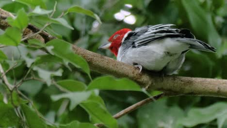 Close-up-shot-of-red-cowled-cardinal-playing-around-on-branch