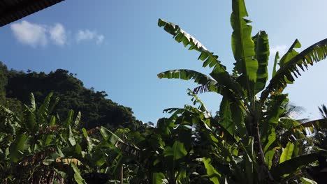 Banana-Tree-and-Green-Mountain-Forest-in-Sidemen-Bali-Indonesia-Karangasem,-Lush-Green-Vegetation