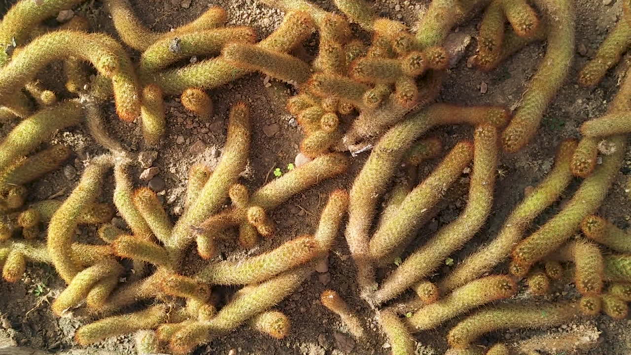 Mammillaria elongata kaktusklynge vokser på sandjord. Ørken-sukkulente planter danner naturlige mønstre, der viser tørkeresistent flora, et tørt økosystem og botanisk havetekstur.